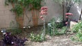 Alligator Plants Flowering in Desert Backyard