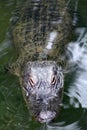 Alligator Poking head out of the water to get some sun.