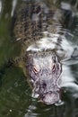 Alligator Poking head out of the water to get some sun.