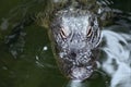 Alligator Poking head out of the water to get some sun.