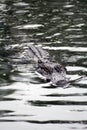 Alligator Poking head out of the water to get some sun.