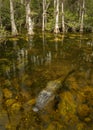 Alligator in a pond, Big Cypress National Preserve