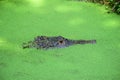 Alligator in Pond Scum