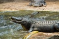 Alligator posing