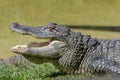 Alligator Royalty Free Stock Photo