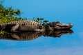 Alligator with Reflection at Myakka Royalty Free Stock Photo