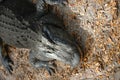 Alligator resting Royalty Free Stock Photo