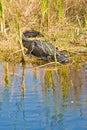 Alligator resting on edge of a tropical lake Royalty Free Stock Photo