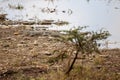 a alligator resting by a lake with water surrounding it and rocks and weeds