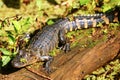 Alligator resting on a log Royalty Free Stock Photo