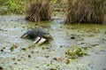 Alligator Resting on Log in Florida Royalty Free Stock Photo
