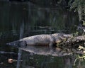 Alligator Stock Photo.  Alligator resting on a log by the water with a reflection exposing its body, teeth, head, tail, feet, in Royalty Free Stock Photo