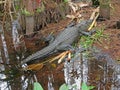 Alligator resting at Corkscrew Swamp Sanctuary