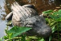 Alligator resting on shore of pond Royalty Free Stock Photo