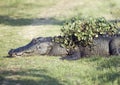 Alligator resting with some water plants on its back