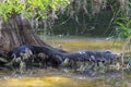 Alligator Resting Under a Big Cypress Tree Royalty Free Stock Photo