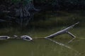 Alligator Resting in the Water, Sleeping, Big Cypress National P