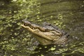 Alligator rising out of the water of a swamp, Florida.