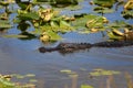 Alligator in River