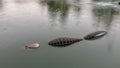 `Alligator` by Robert Tabak, Hall Park, Frisco, Texas