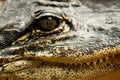 An Alligator's Face Royalty Free Stock Photo