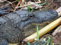 Alligator in sanctuary in Florida Royalty Free Stock Photo