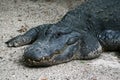 Alligator in the Sand Royalty Free Stock Photo