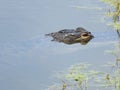 American alligator in Ding Darling National Wildlife Refuge Royalty Free Stock Photo