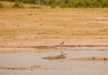 Alligator in the savanna of in Zimbabwe, South Africa