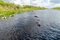 Alligator seen from airboat in Everglades national park, Florida, United States of America Royalty Free Stock Photo