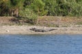 Alligator on the Shore of a Florida Lake