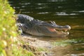 Alligator laying near a pond with its mouth open. Royalty Free Stock Photo