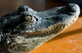 Alligator Side Portrait #4 Royalty Free Stock Photo