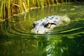 an alligator silently moving through swamp water