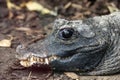 Alligator sinensis or Chinese alligator Royalty Free Stock Photo