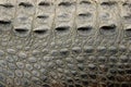 Alligator Skin