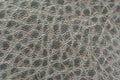 Alligator skin fabric