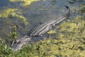 Alligator Sleeping Royalty Free Stock Photo