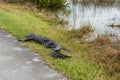 An alligator sleeping in the grass, Everglades National Park Royalty Free Stock Photo