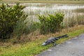 An alligator sleeping in the grass, Everglades National Park