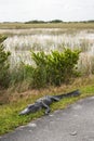 An alligator sleeping in the grass, Everglades National Park