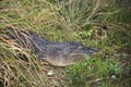 A alligator is sleeping on the ground