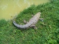 An alligator sleepning on green grass beside water Royalty Free Stock Photo