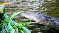 Alligator slowly swimming in artificial pond with koi carps.