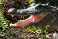 Alligator with open mouth Royalty Free Stock Photo