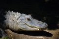 Alligator Smile