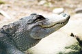 Alligator smiling in the sun Royalty Free Stock Photo