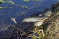 Alligator and Python snake fighting in the Florida Everglades