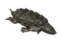 Alligator Snapping Turtle