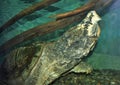 Alligator Snapping Turtle Macrochelys Temminckii Royalty Free Stock Photo